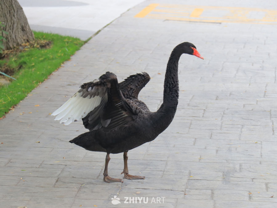 黑天鹅在砖路上展翅