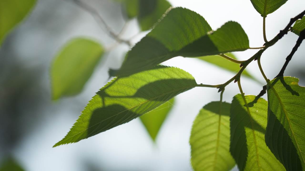 植物树木树叶草丛绿色 27