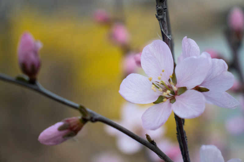 芳菲璇玑