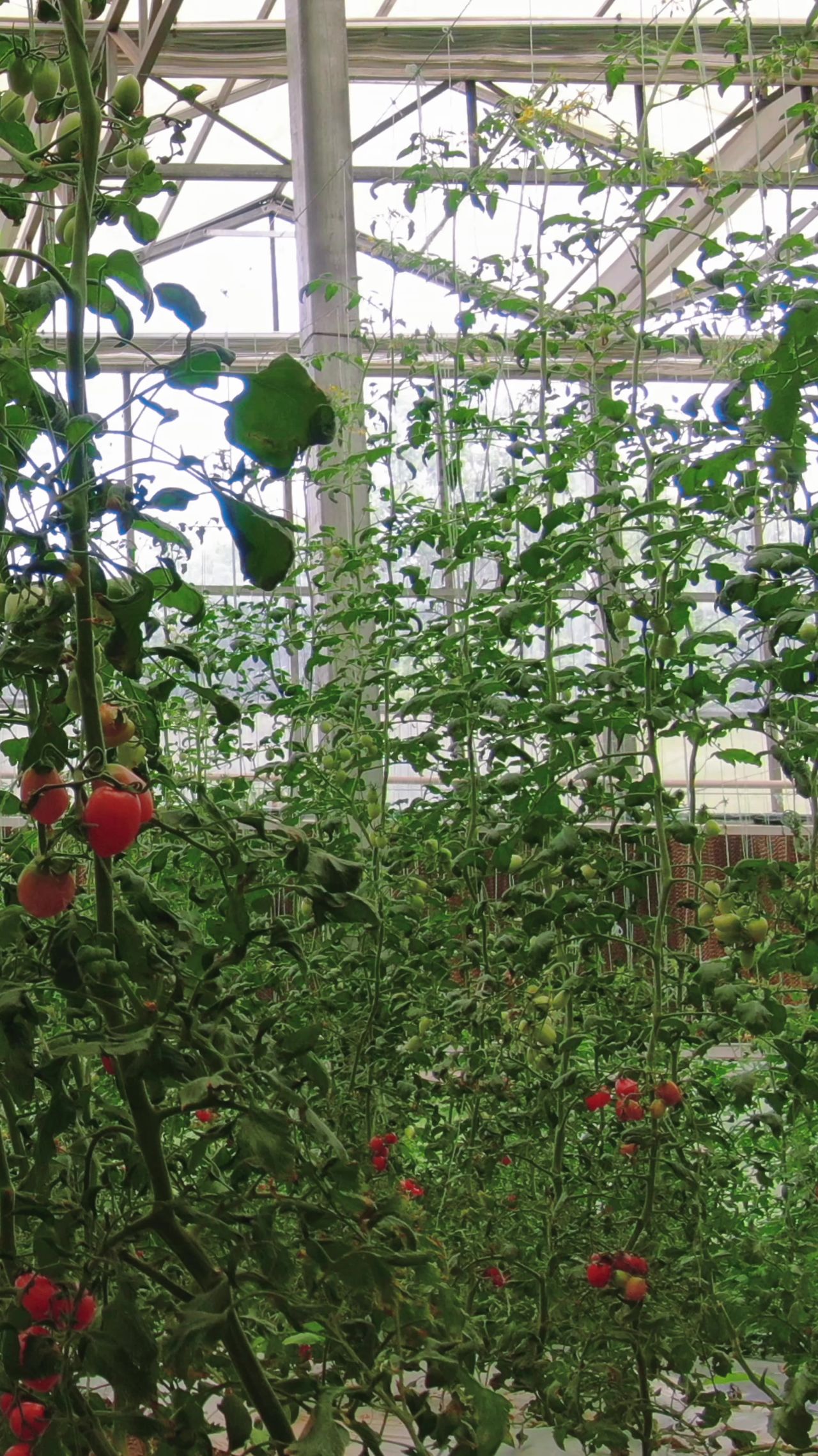 现代农业西红柿蔬菜种植竖屏