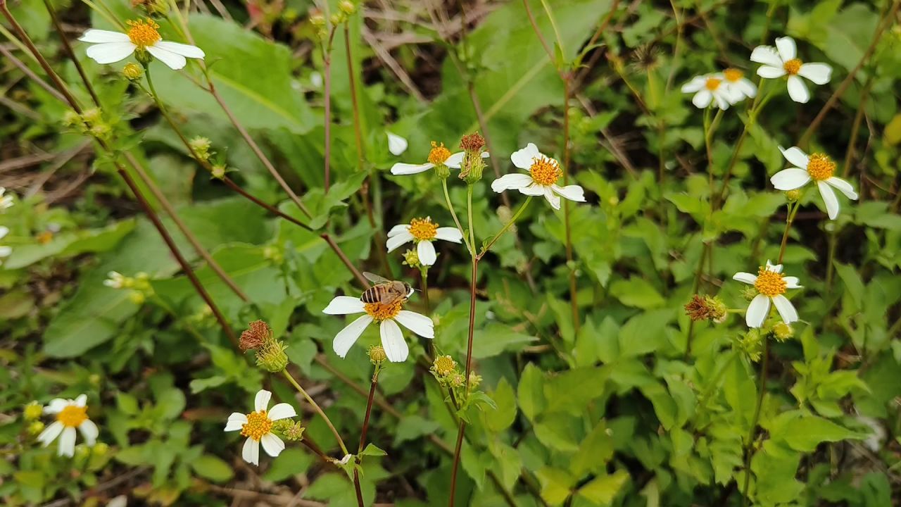 蜜蜂采蜜