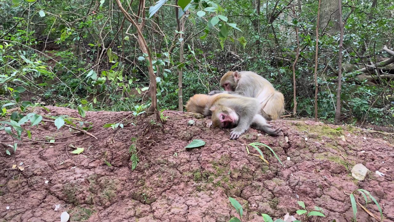 猴子在清理身体