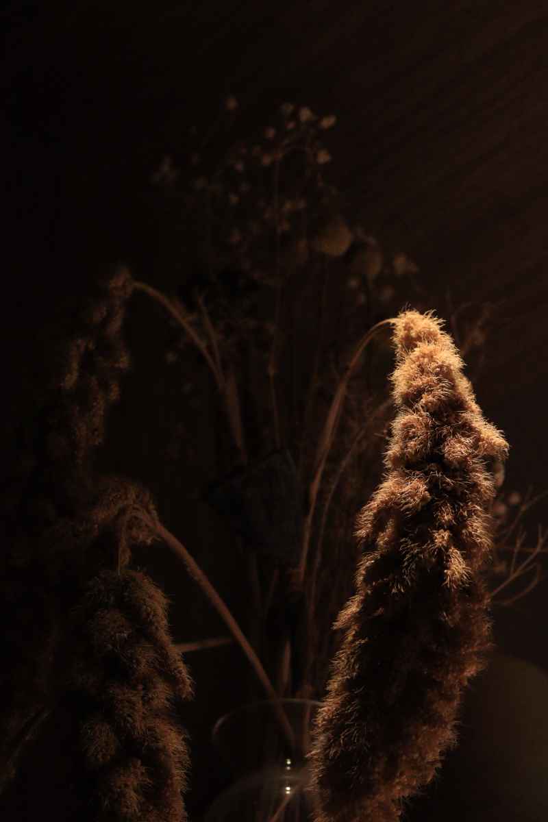 麦穗