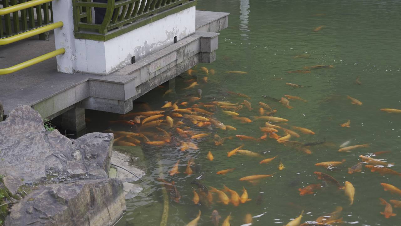 池塘边的悠闲时光