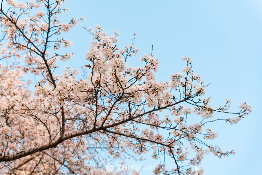 武汉西北湖公园樱花