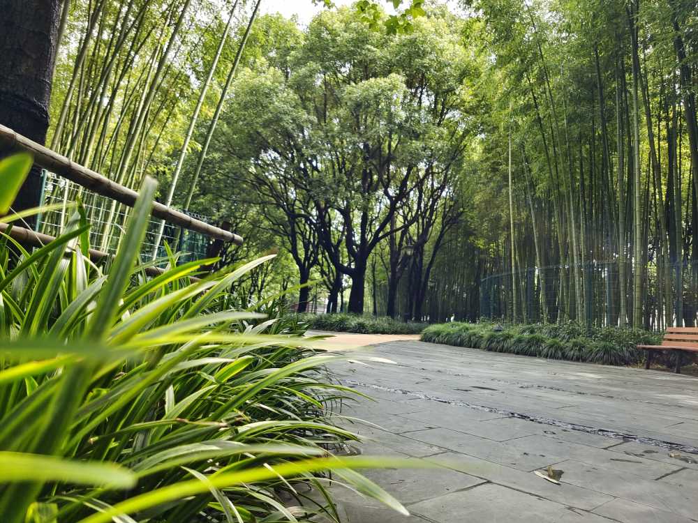 树林