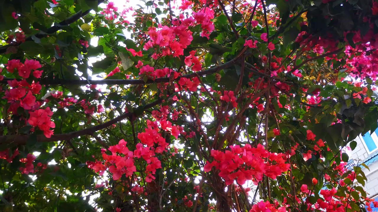 春天鲜花盛开花朵植物风景  