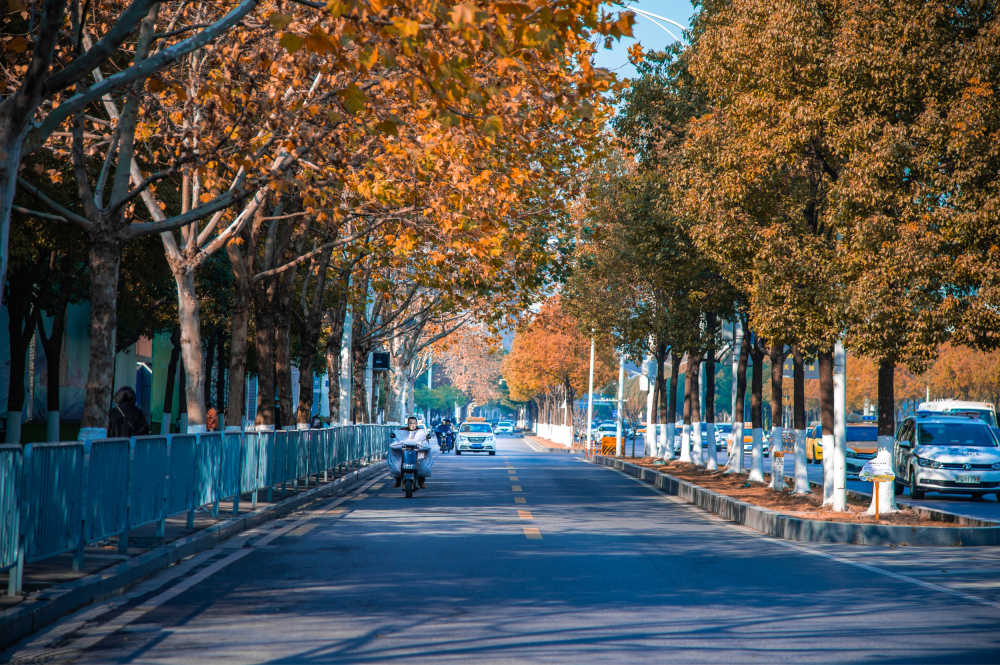 城市风景 马路 梧桐树 武汉 街景 秋天