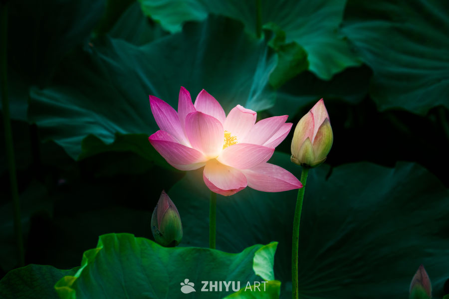 粉红莲花与绿叶的和谐