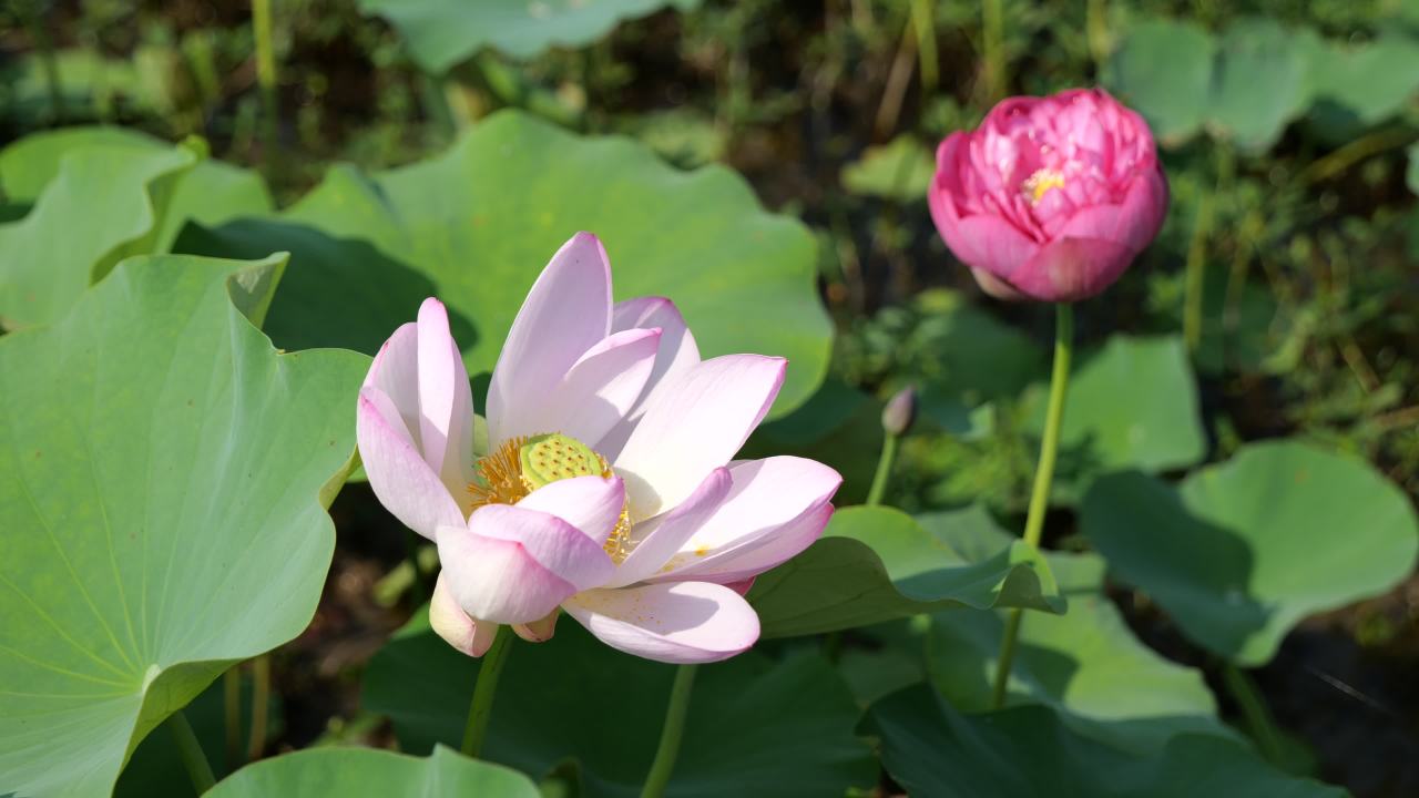 荷花（二） 31