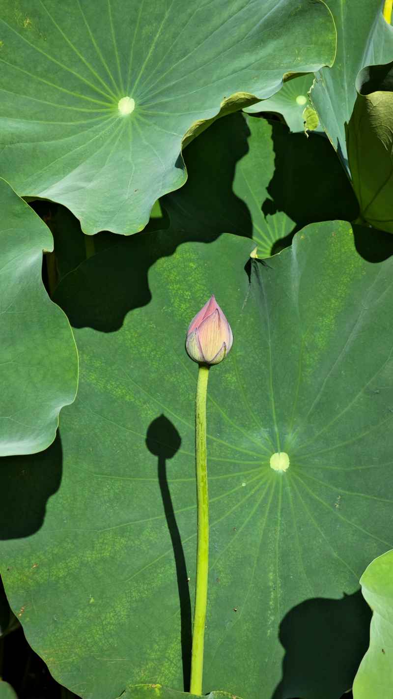 荷花 3