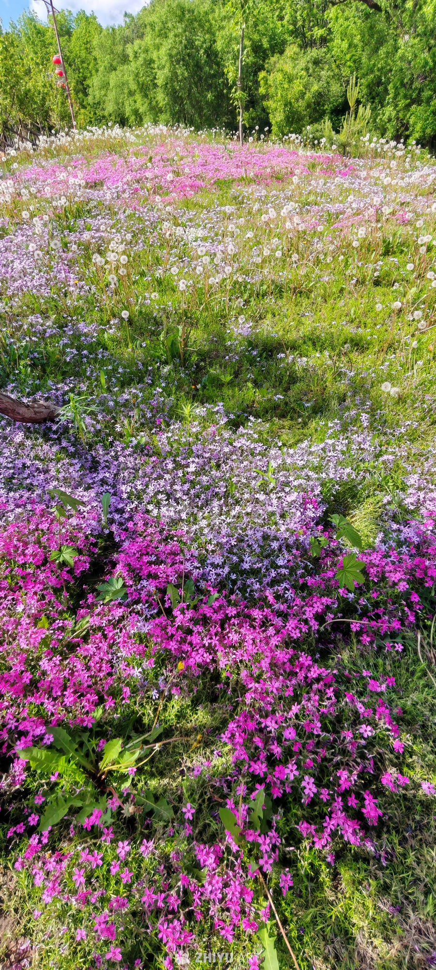 彩花翠林的绚烂交响