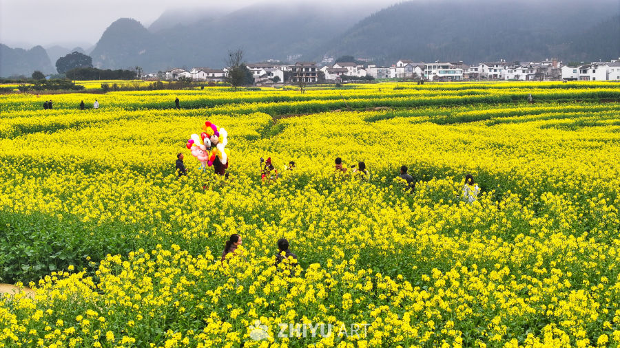 航拍油菜花盛开  美丽乡村 13