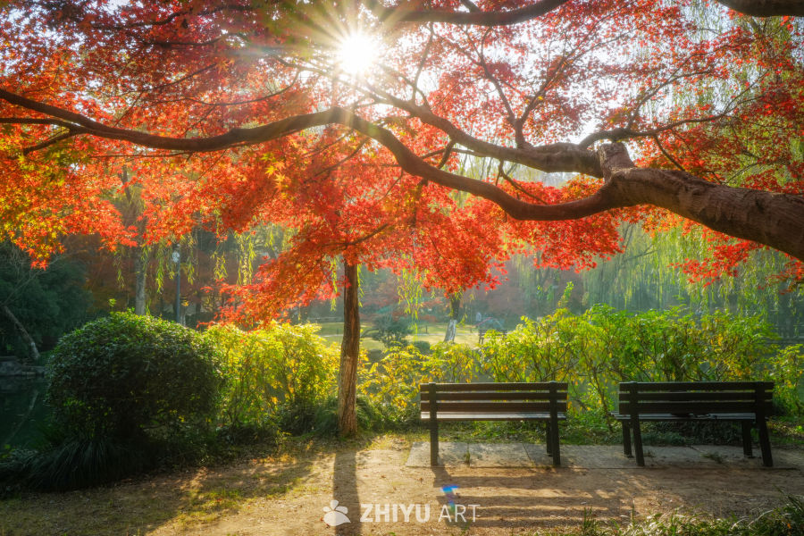 枫是冬日的序章