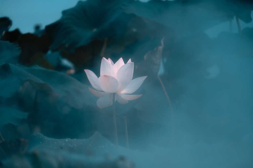 夏·荷
