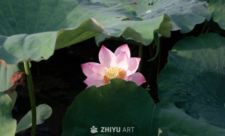 热烈绽放的荷花