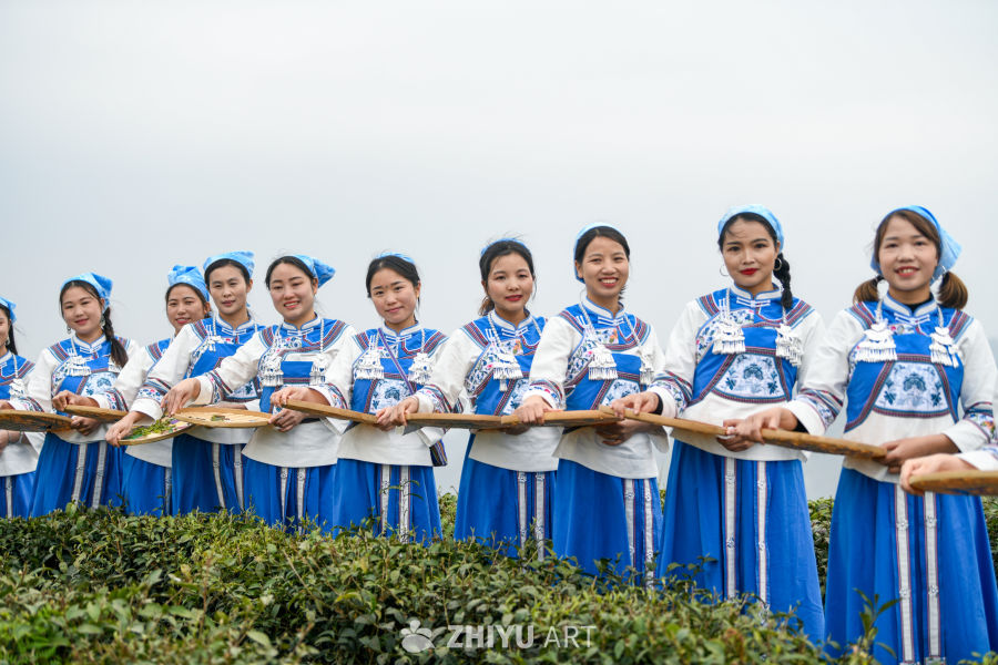 少数民族茶山采茶 2