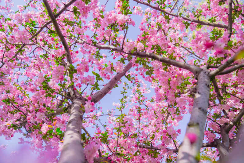海棠花开 12