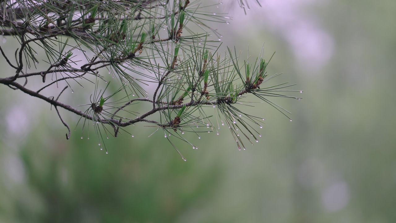 树枝上的雨滴情绪意境空境