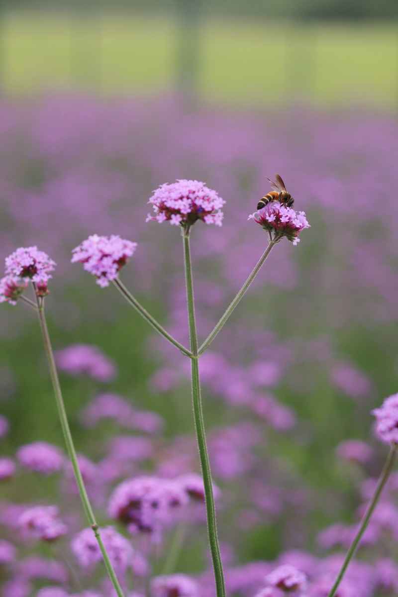 马鞭草花上的蜜蜂