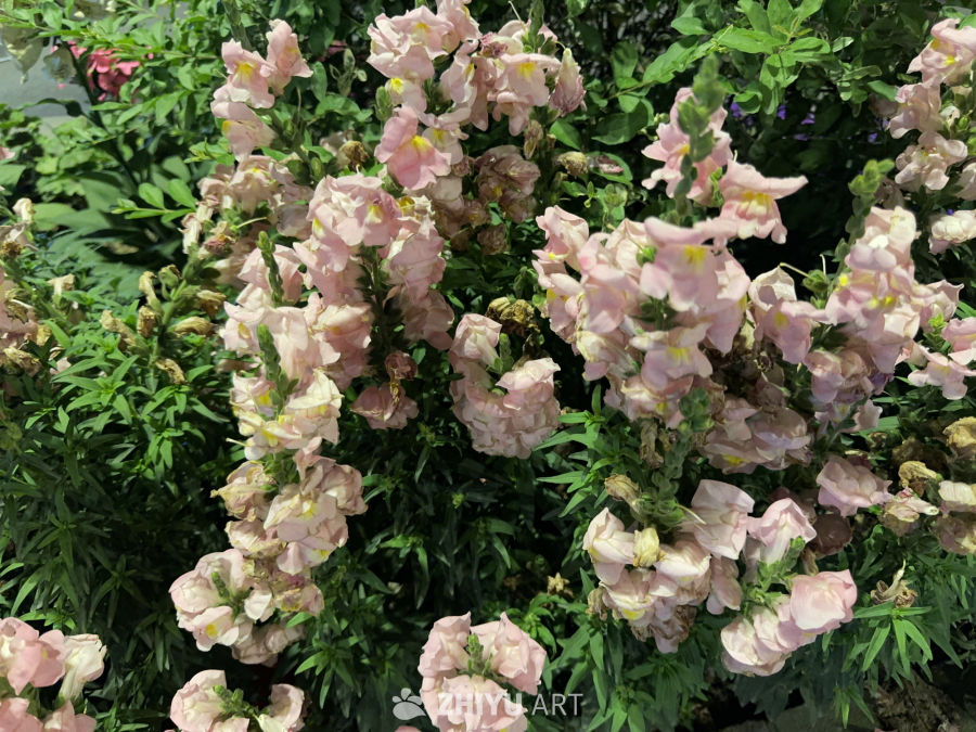 粉花绿叶映衬美