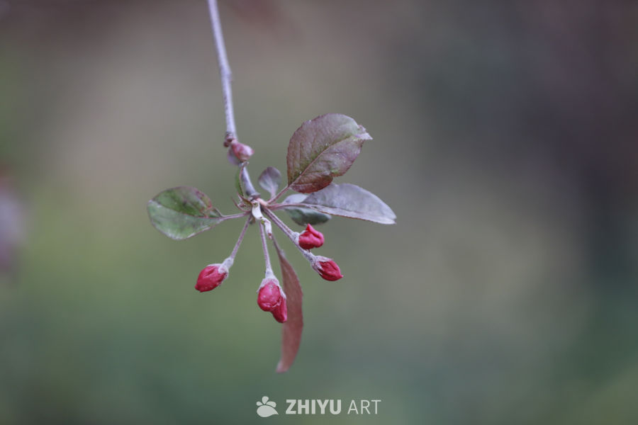 春日的静美