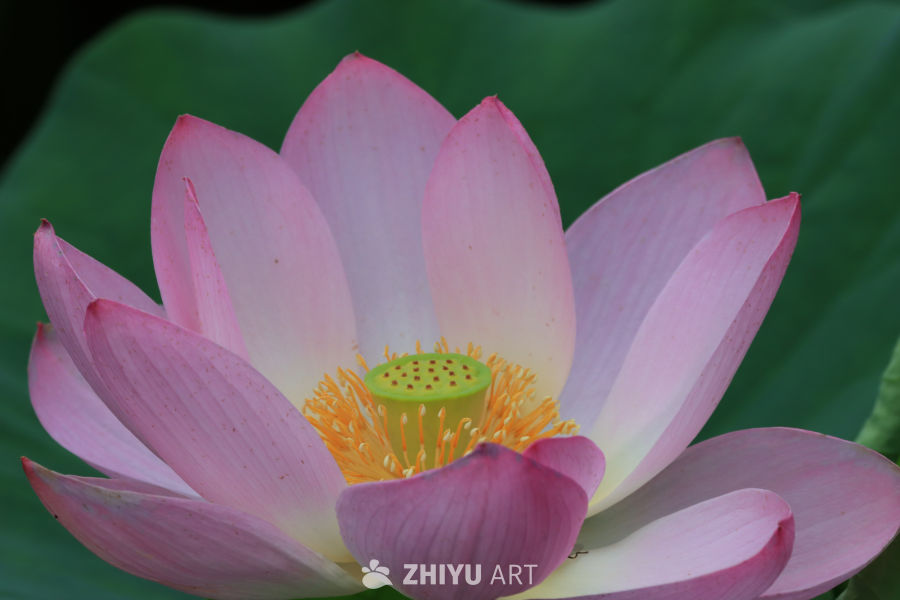 荷花 44