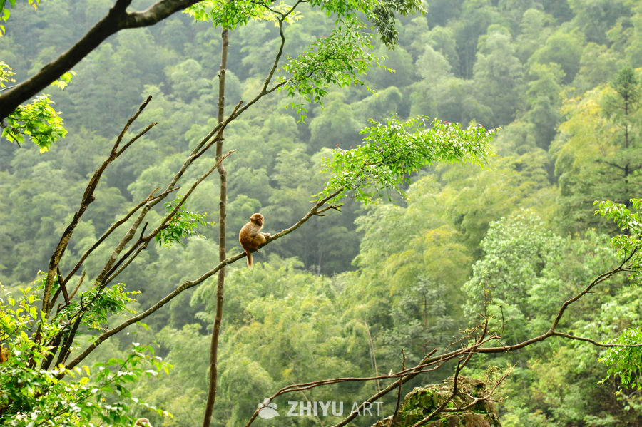 衢州药王山的猴群和山野瀑布 8