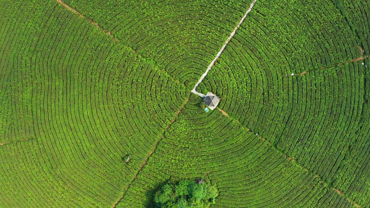 4k航拍茶园茶山茶园梯田大地指纹