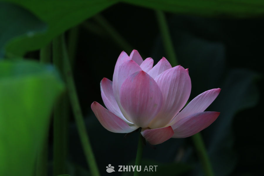 荷花 79