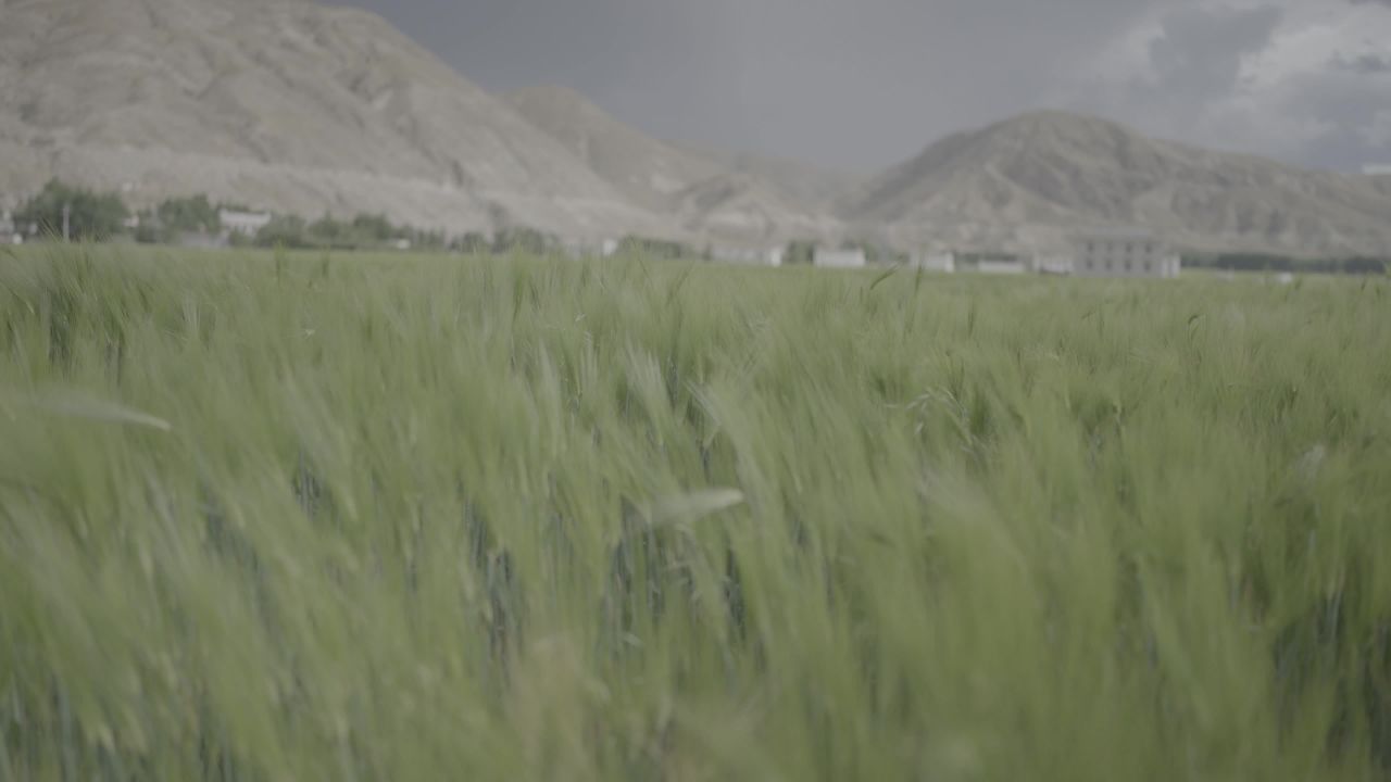 青稞