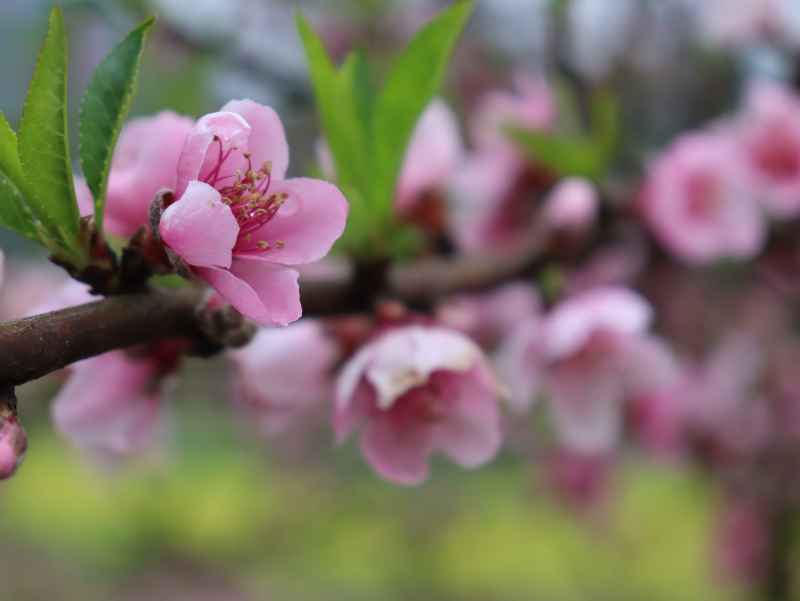 春色桃花相映开 5