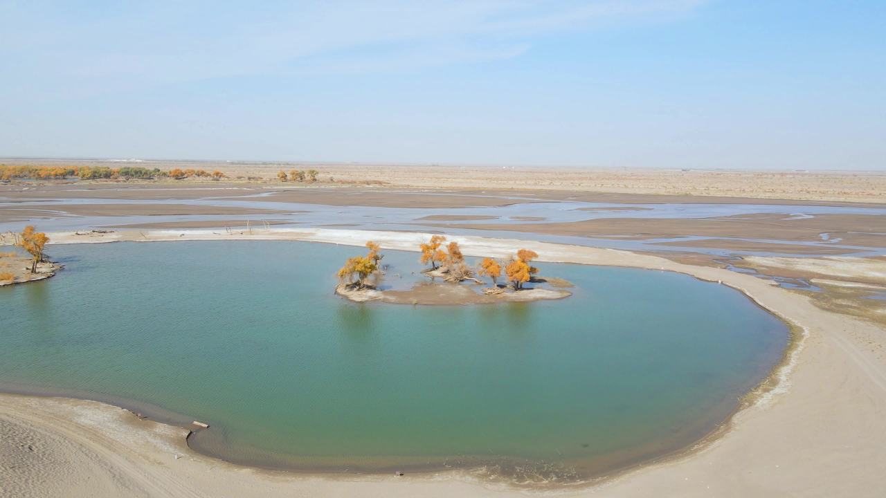 内蒙古额济纳弱水黑城胡杨林景区湖中小岛胡杨树 1