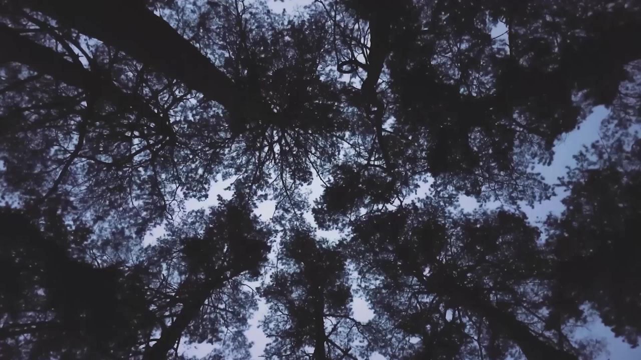 森林树结算向上