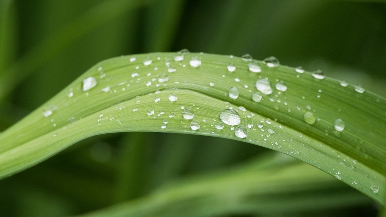 植物树木春天夏天绿油油生机盎然