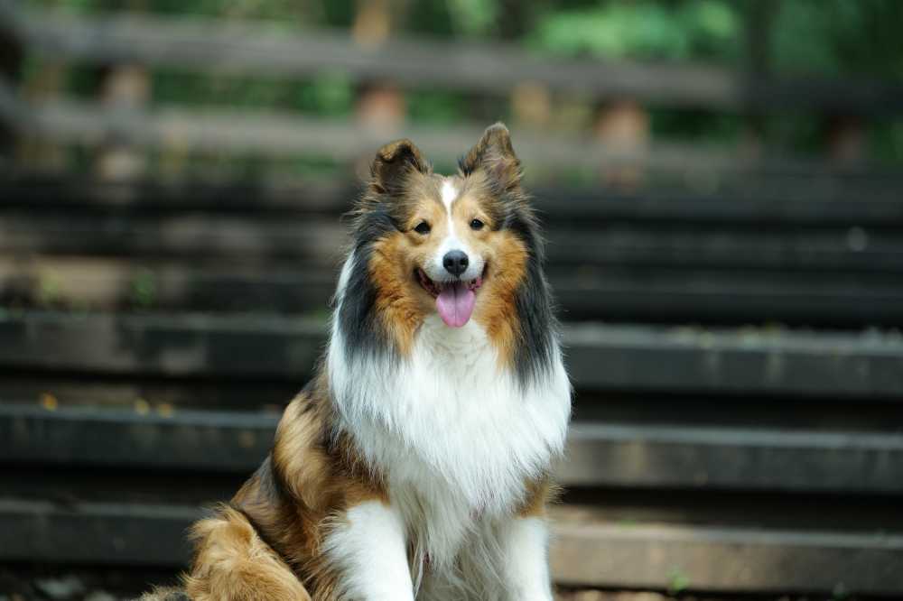喜乐蒂牧羊犬