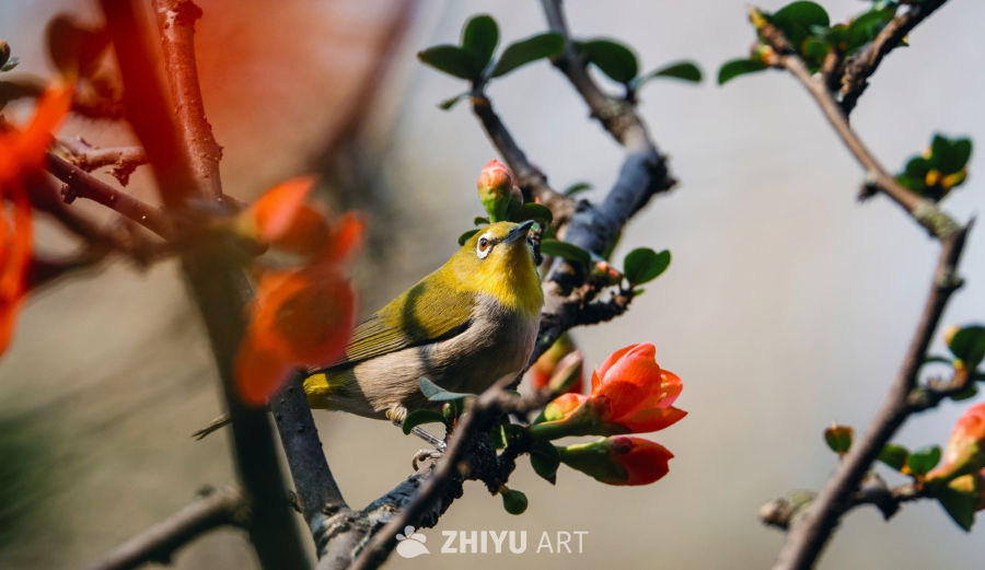 上帝总会给笨鸟准备些矮树枝的