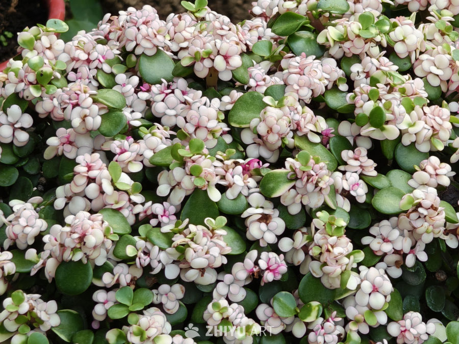 宁静的花簇