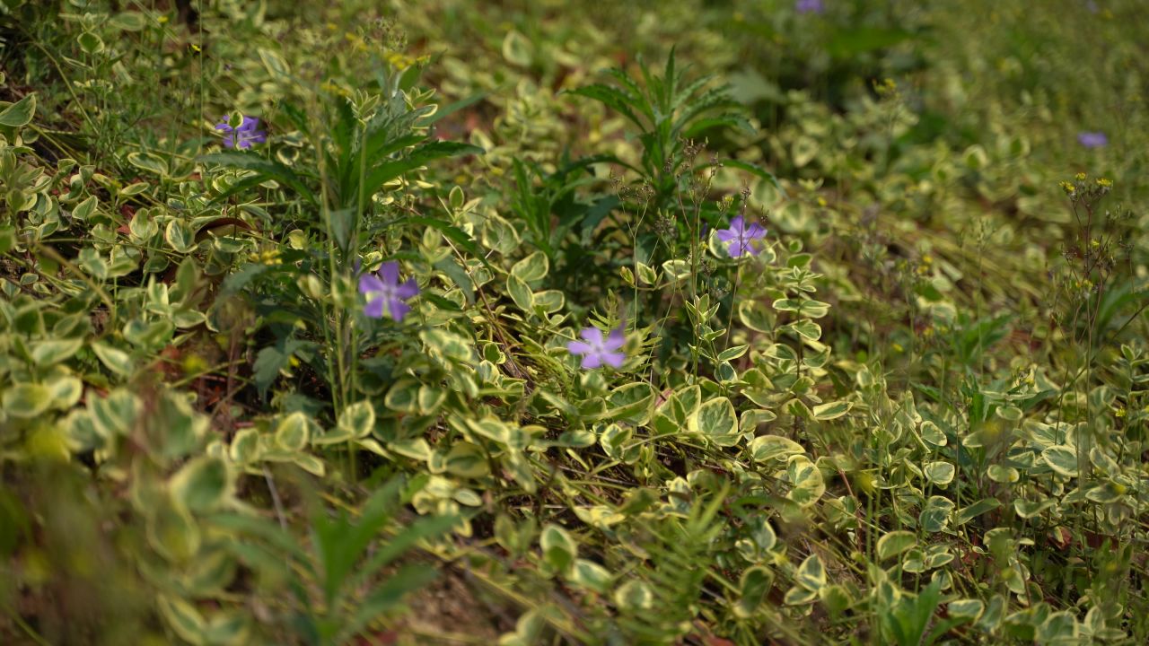 绿美 110