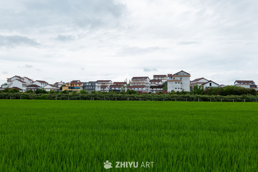稻田 1