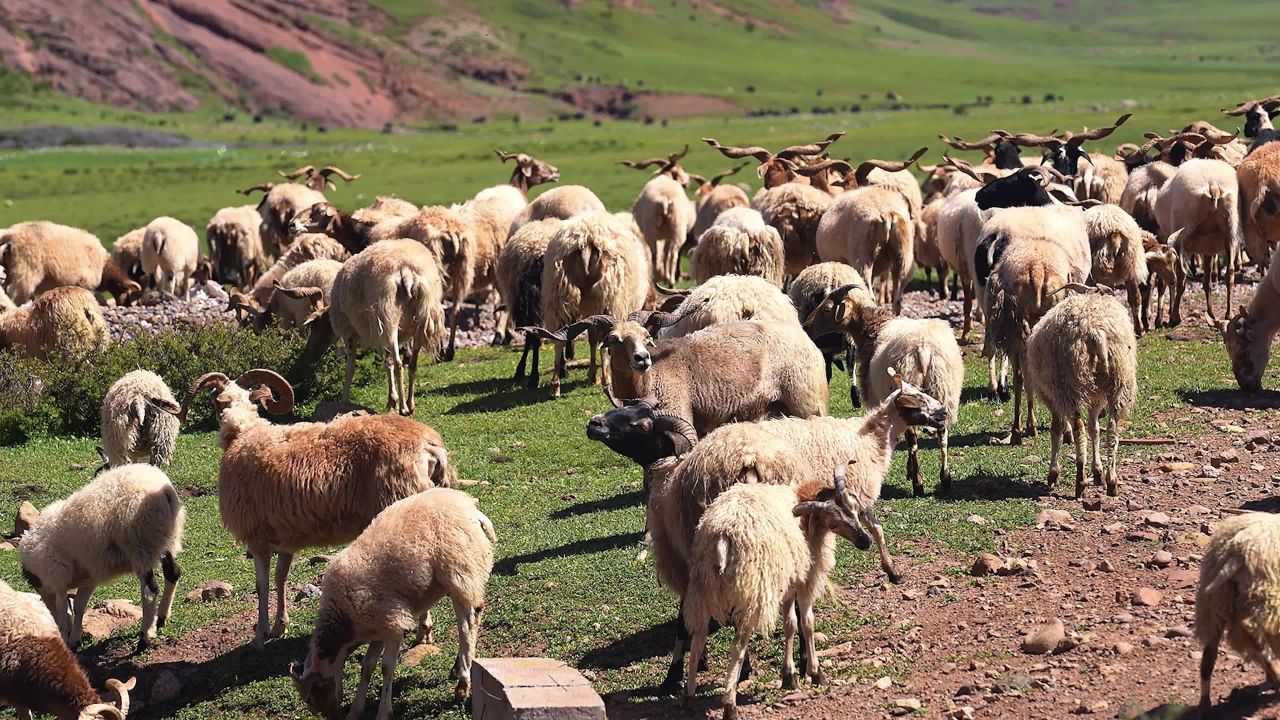 牧民放羊高山草坡