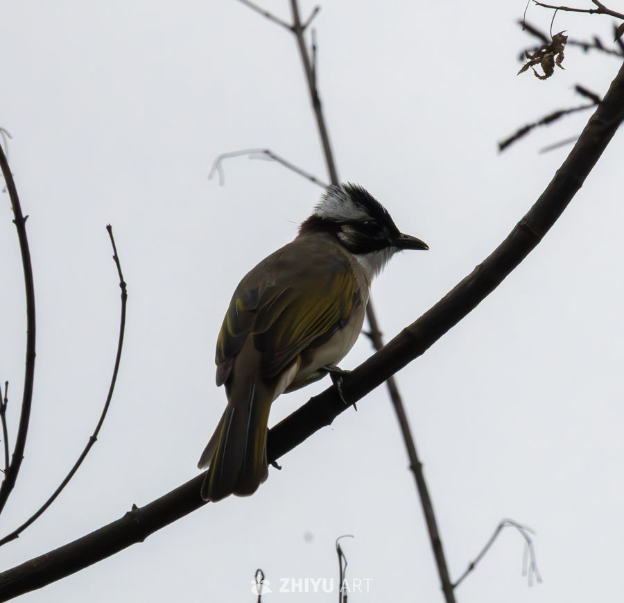 站在枝头上的白颊噪鹛