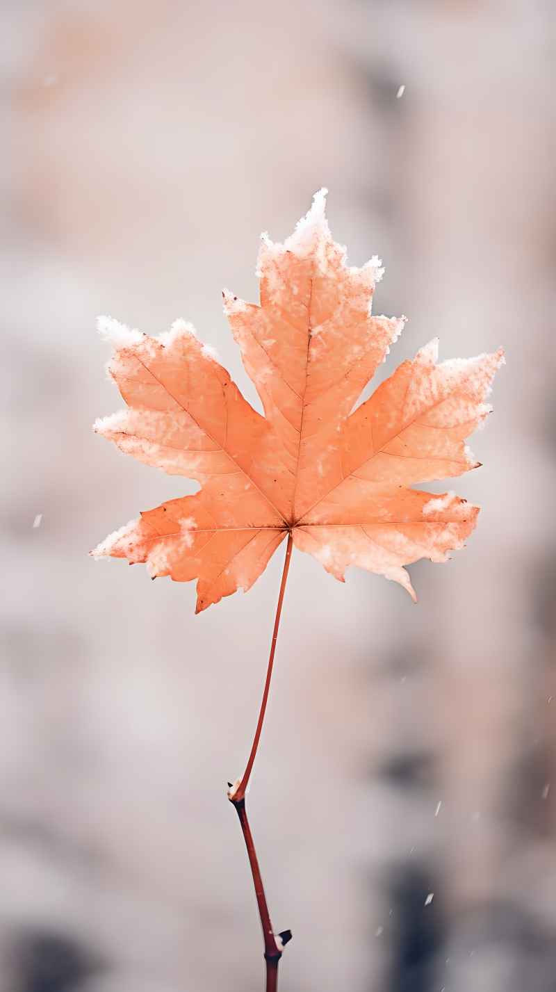 枫叶雪景冬季 37