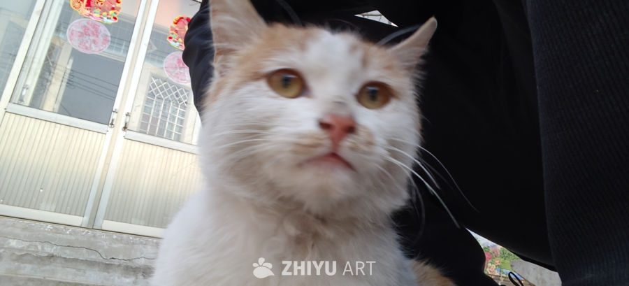 萌猫特写：治愈系表情