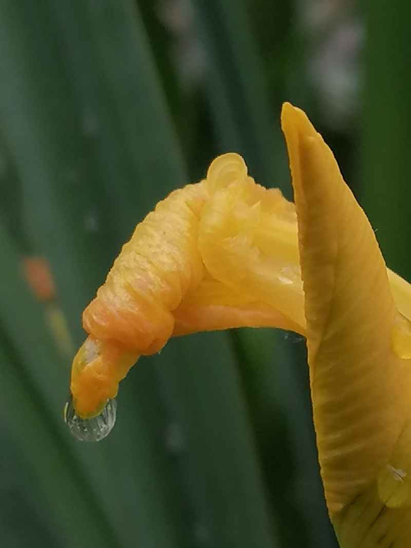 马莲花滴雨的特写