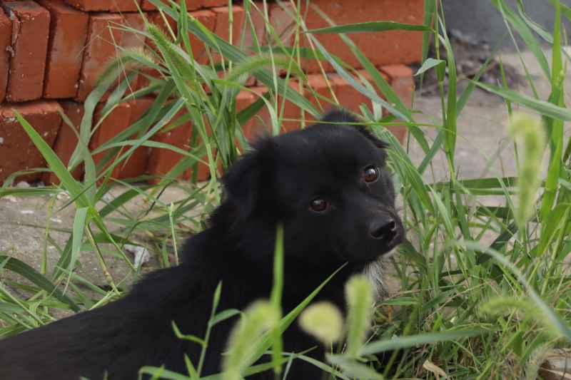 田园农家小黑犬