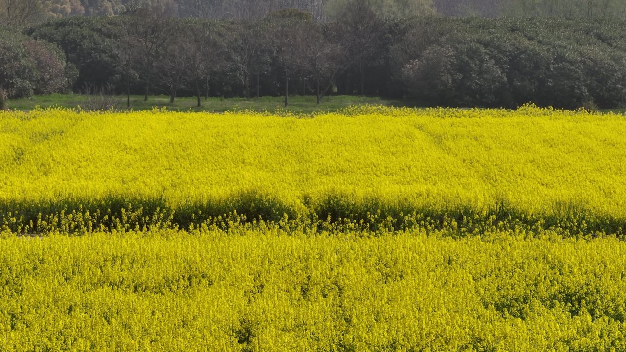 油菜花田