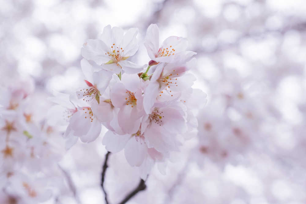 樱花季