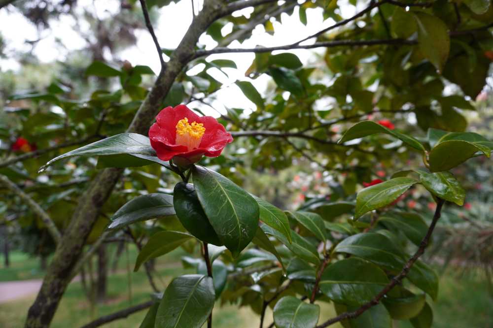 花和植物