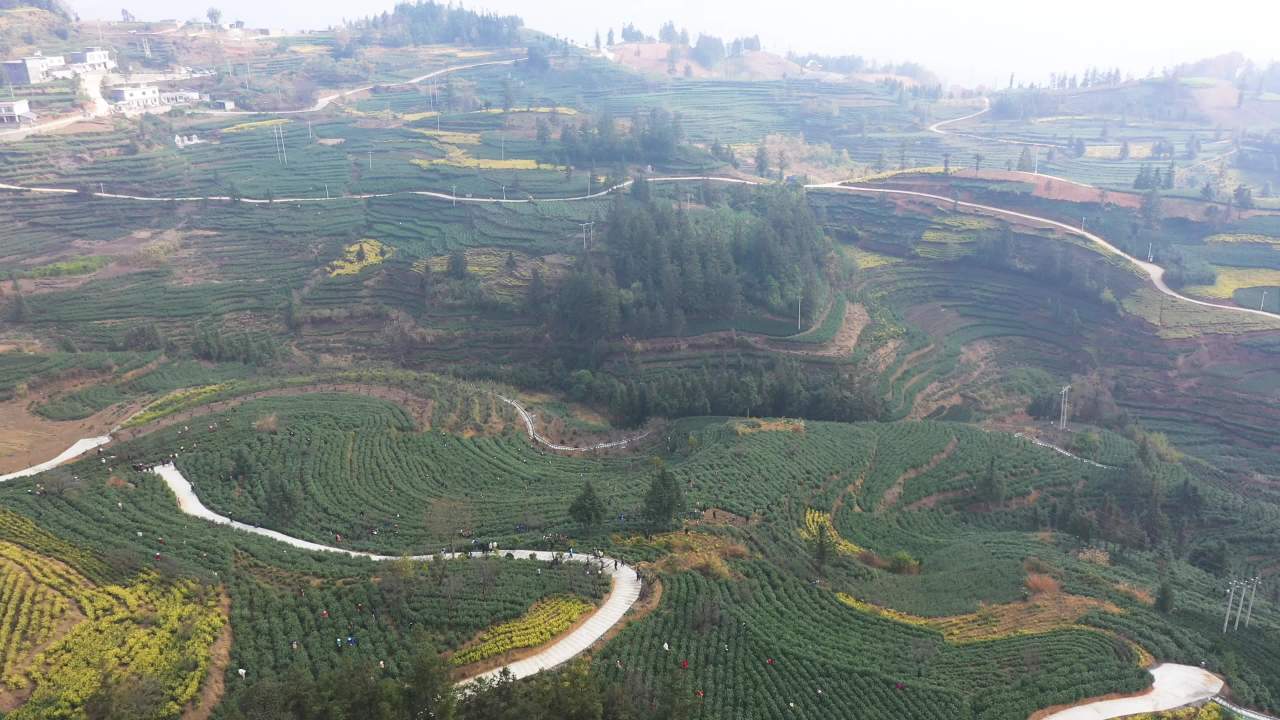 贵州高山茶园 多人采茶航拍
